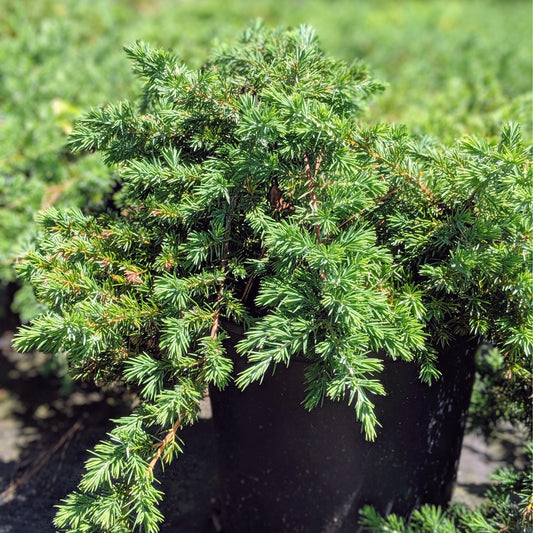 Juniperus chinensis 'Pfitzeriana Compacta'  - Compact Pfitzer Juniper