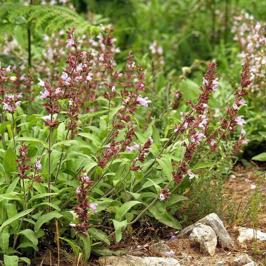 Salvia officinalis  - Common Sage