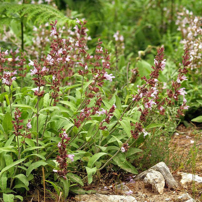 Salvia officinalis  - Common Sage