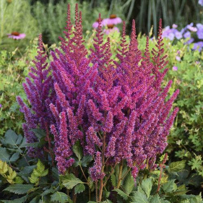 Astilbe chinensis 'Visions'  - Visions Chinese Astilbe, False Goat's Beard