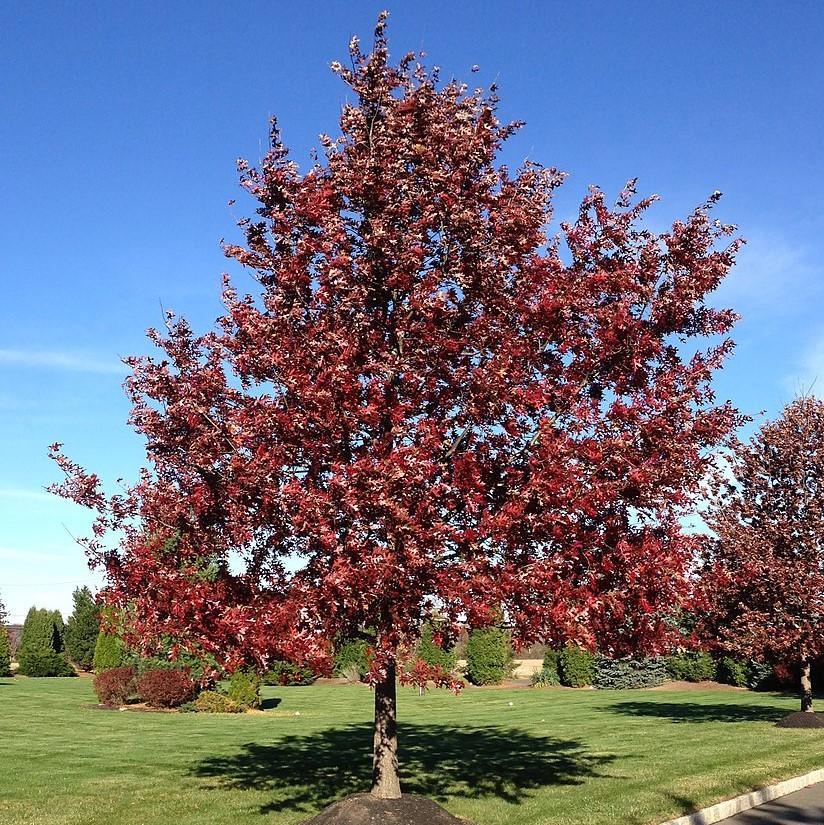 Quercus coccinea  - Scarlet Oak