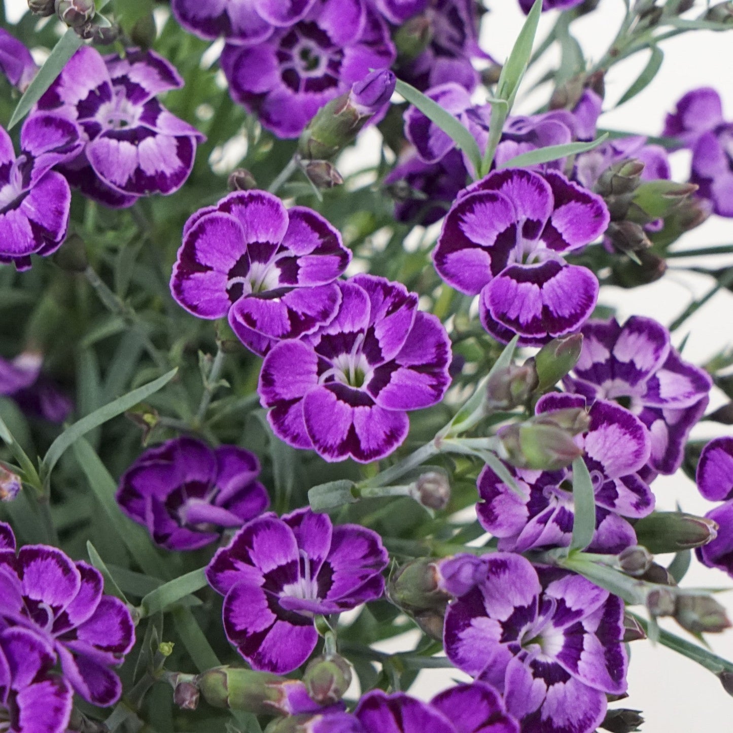 Dianthus x 'KLEDG20336'  - EverLast™ Violet Blue Dianthus