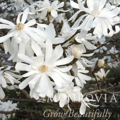 Magnolia stellata 'Royal Star'  - Royal Star Magnolia