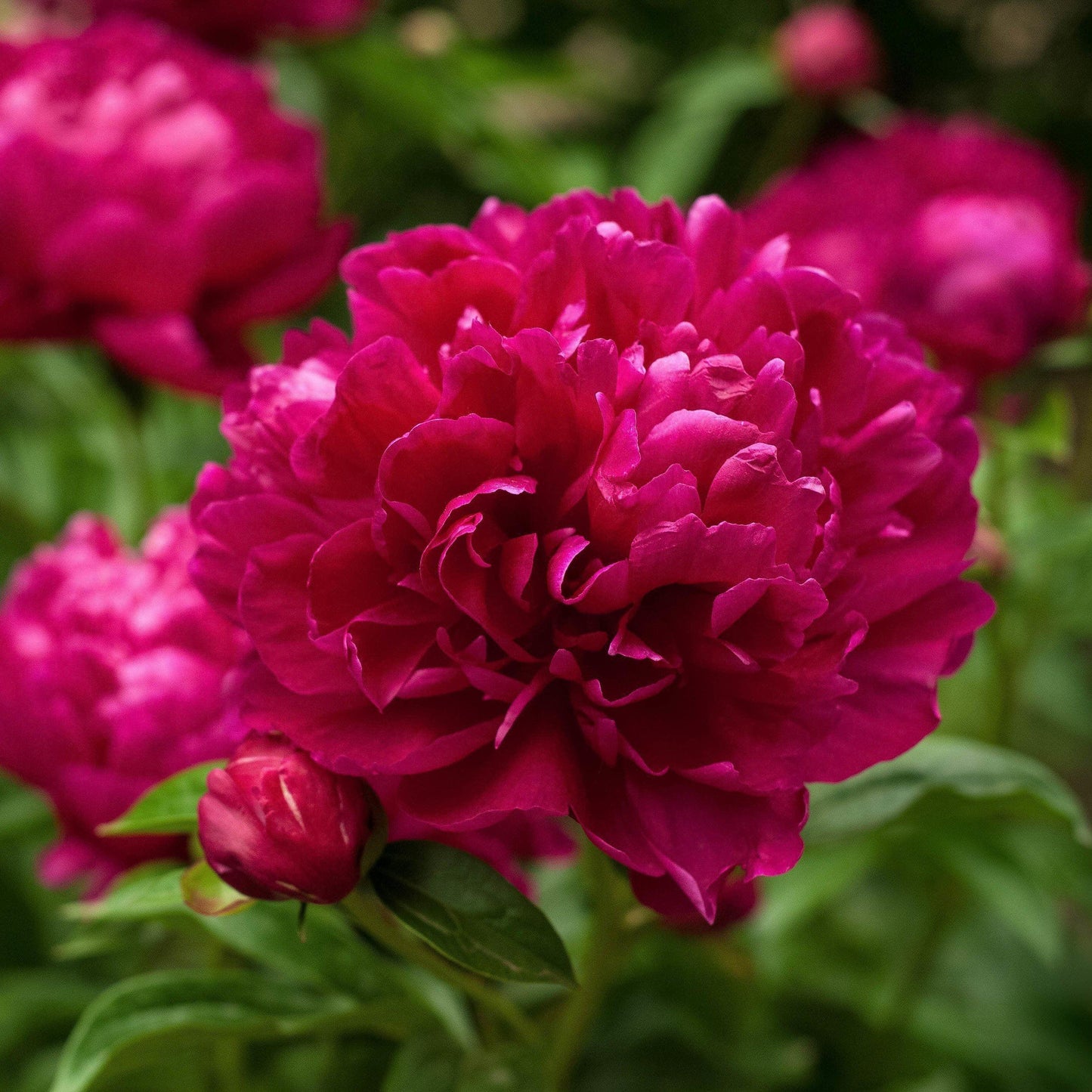 Paeonia lactiflora 'Karl Rosenfield'  - Karl Rosenfield Peony