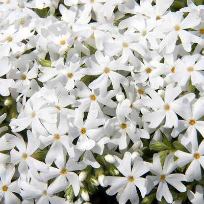 Phlox subulata 'Snowflake'  - Snowflake Creeping Phlox