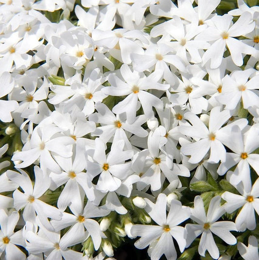 Phlox subulata 'Snowflake'  - Snowflake Creeping Phlox