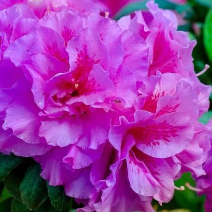 Rhododendron ‘Roblezd’  - Encore® Autumn Majesty™ Azalea