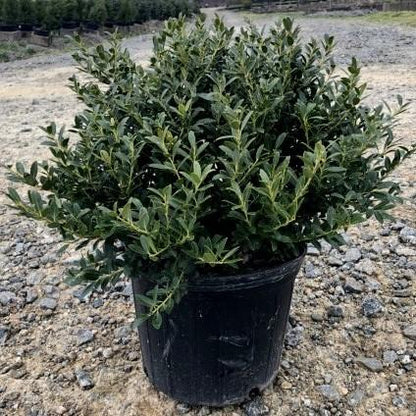 Ilex crenata 'Hoogendorn'  - Hoogendorn Holly