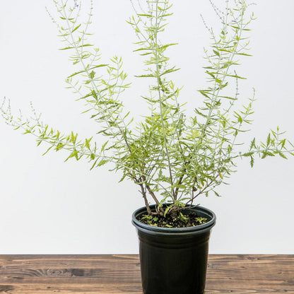 Perovskia atriplicifolia  - Russian Sage