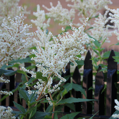 Astilbe x arendsii 'Bridal Veil'  - Bridal Veil Astilbe