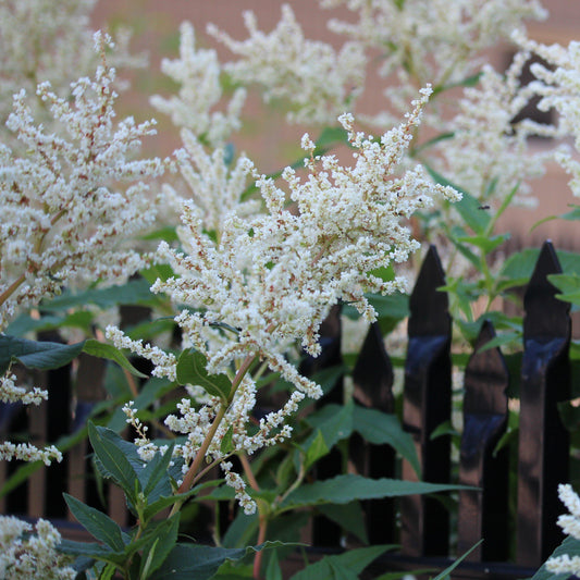 Astilbe x arendsii 'Bridal Veil'  - Bridal Veil Astilbe