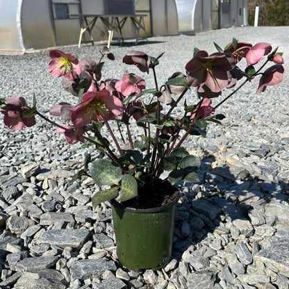 Helleborus x hybridus 'ABCRD01'  - FrostKiss™ Penny's Pink® Lenten Rose
