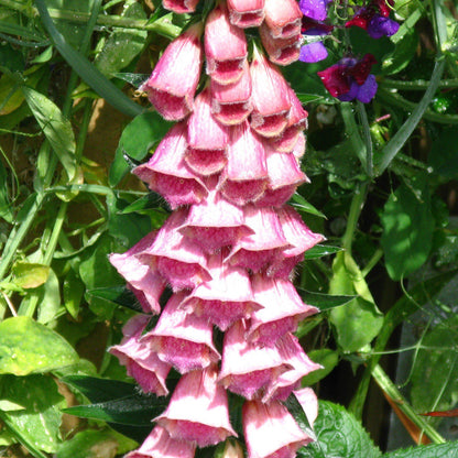 Digitalis x mertonensis  - Strawberry Foxglove