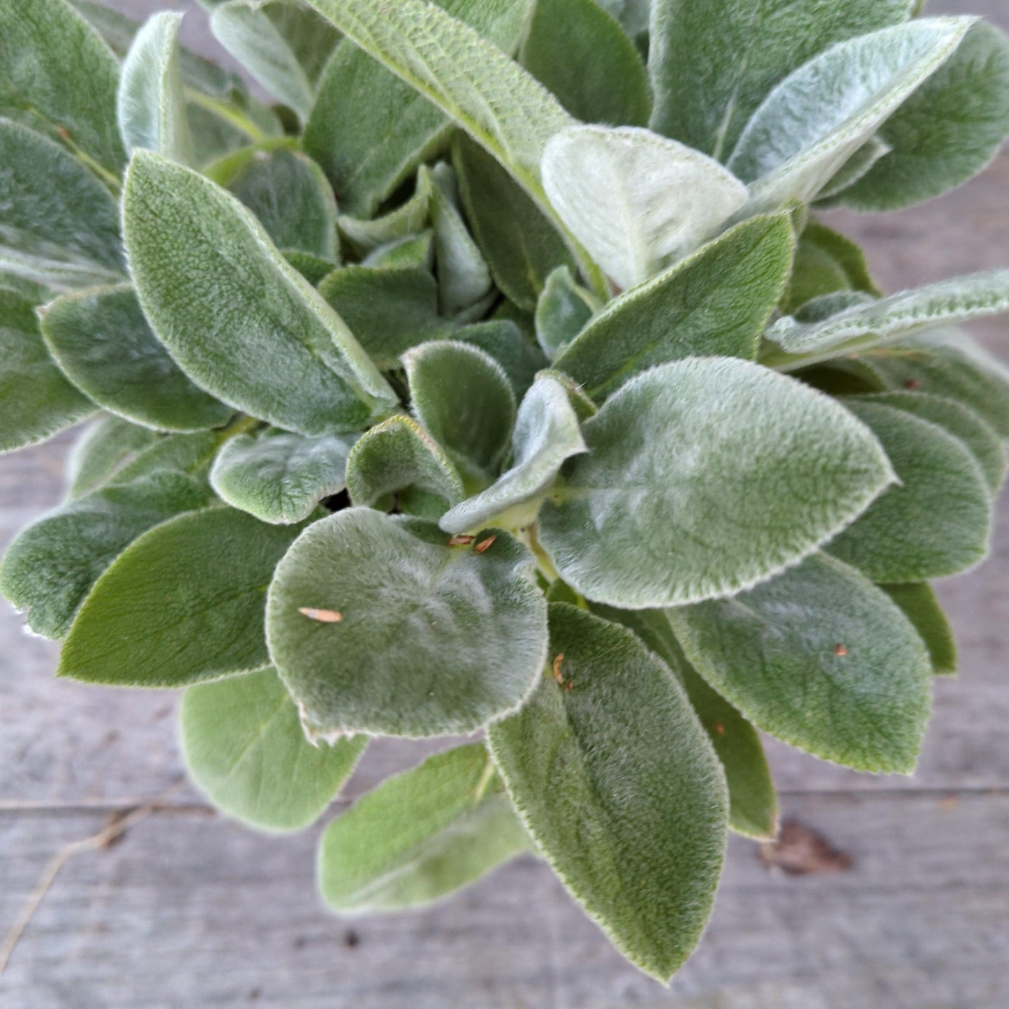 Stachys byzantina 'Helene von Stein'  - Giant Lamb's Ear