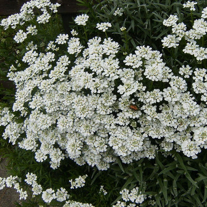 Iberis sempervirens 'Snowsurfer'  - Snowsurfer™ Candytuft