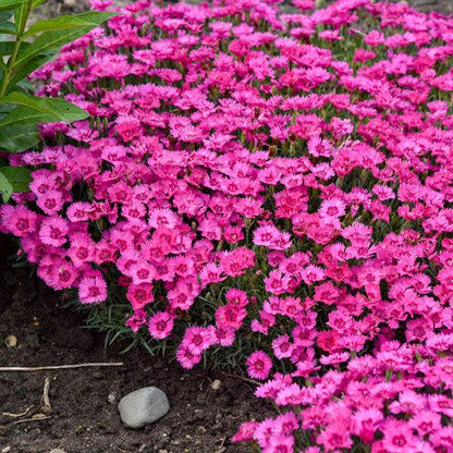Dianthus 'Paint the Town Fancy'  - Paint the Town Fancy Dianthus