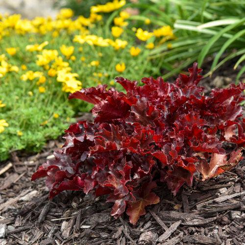 Heuchera 'Cherry Truffles'  - Dolce® Cherry Truffles Heuchera