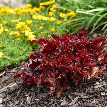 Heuchera 'Cherry Truffles'  - Dolce® Cherry Truffles Heuchera