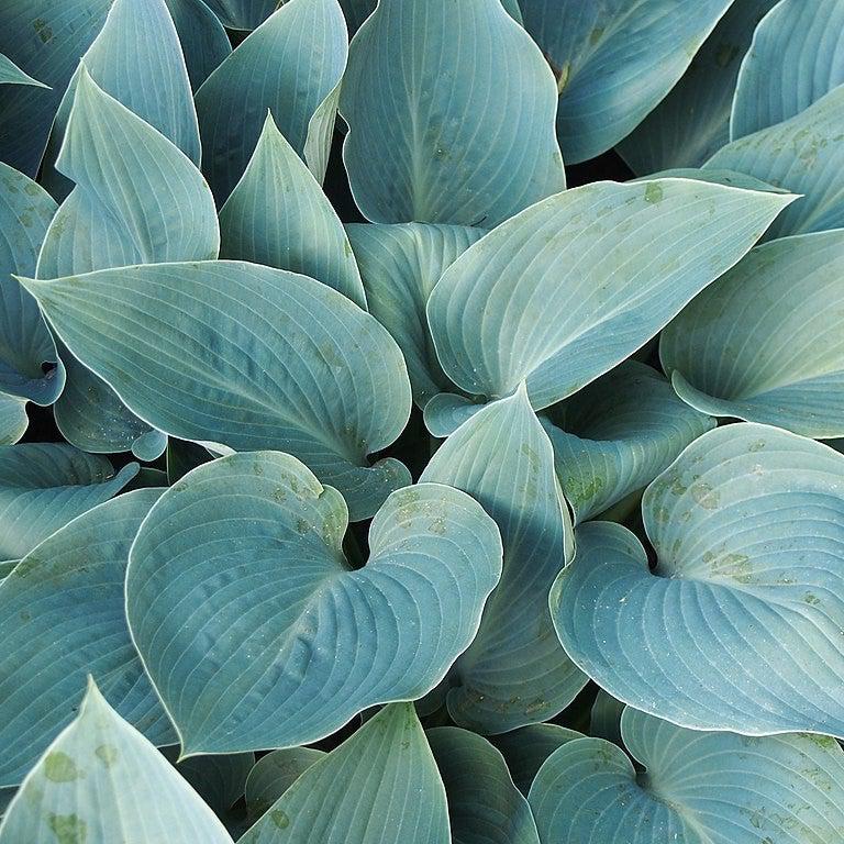 Hosta 'Halcyon'  - Halcyon Hosta