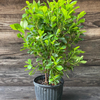 Clethra alnifolia 'Ruby Spice'  - Ruby Spice Summersweet