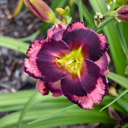 Hemerocallis 'Storm Shelter'  - PW® Rainbow Rhythm® Storm Shelter Daylily
