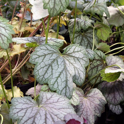 Heuchera americana 'Green Spice'  - Green Spice Coral Bells