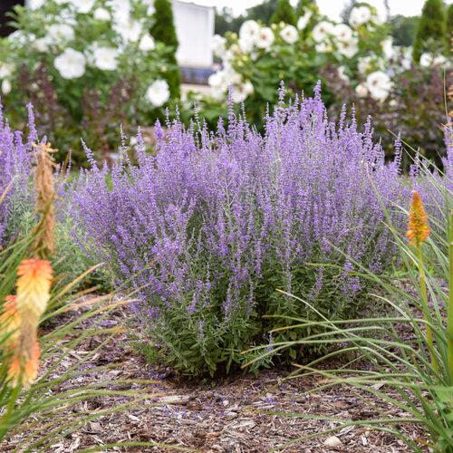Perovskia atriplicifolia 'Sage Advice'  - Sage Advice Russian Sage