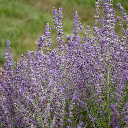 Perovskia atriplicifolia 'Sage Advice'  - Sage Advice Russian Sage