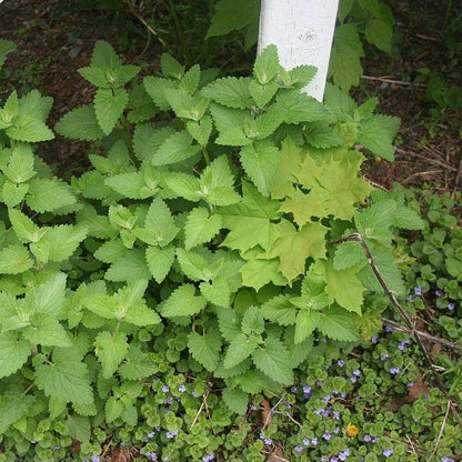 Nepeta cataria  - Catnip