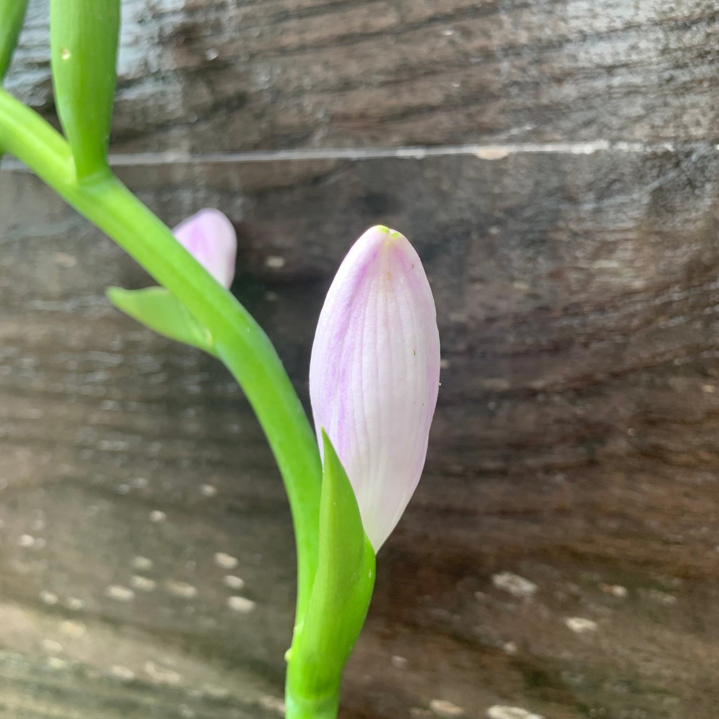 Hosta 'Guacamole'  - Guacamole Hosta