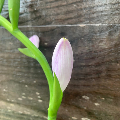 Hosta 'Guacamole'  - Guacamole Hosta