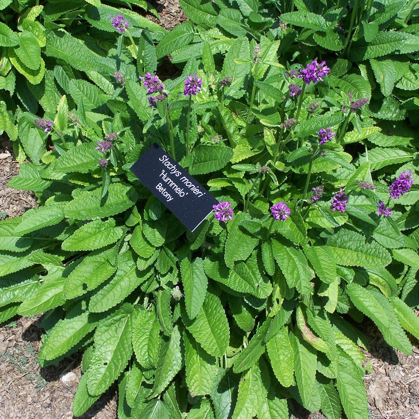 Stachys monieri 'Hummelo'  - Hummelo Betony