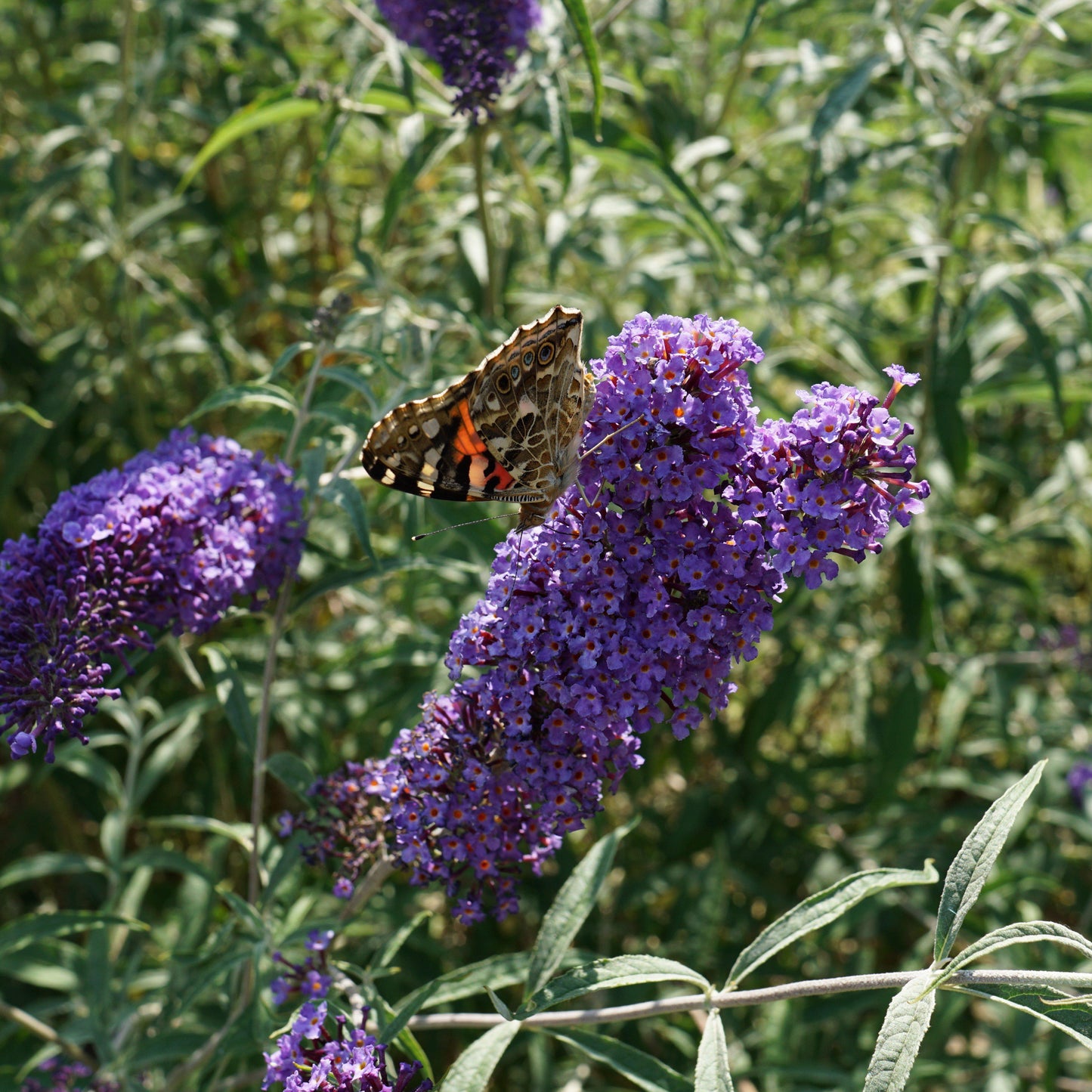 Buddleja davidii 'Nanho Blue'  - Nanho Blue Butterfly Bush