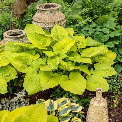 Hosta 'Coast To Coast' PP26,469  - PW® Shadowland® Coast To Coast Hosta