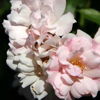 Rosa x Noamel  - Flower Carpet® Appleblossom Rose