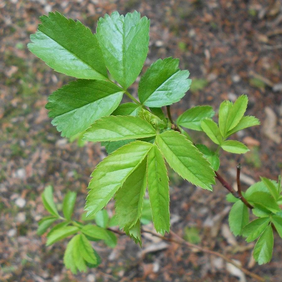 Rosa virginiana  - Virginia Rose