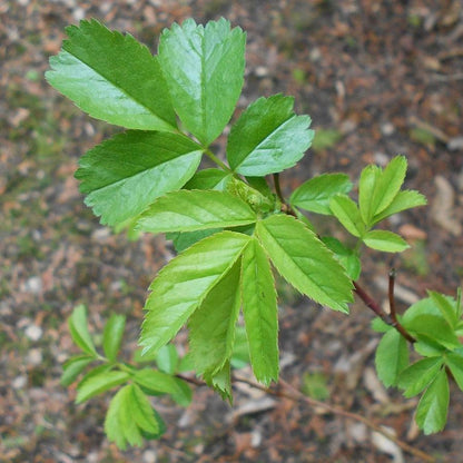 Rosa virginiana  - Virginia Rose