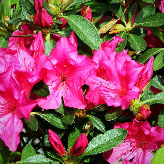 Rhododendron ‘Roblee’  - Encore® Autumn Sangria™ Azalea
