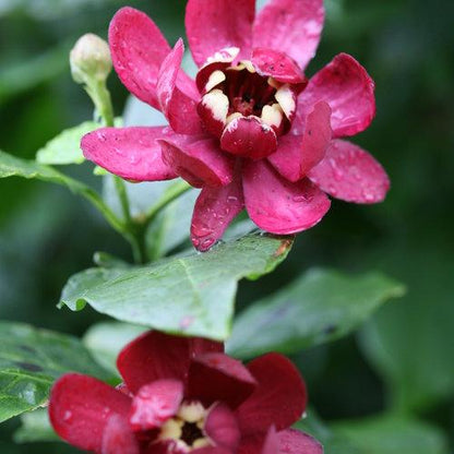 Calycanthus 'Aphrodite'  - Aphrodite Sweetshrub