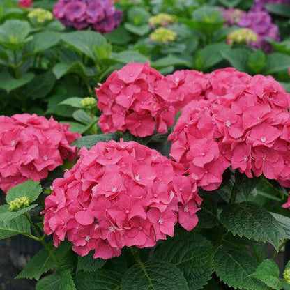 Hydrangea macrophylla 'SMNHMP' USPP 32,514  - Let's Dance® Big Band® Hydrangea