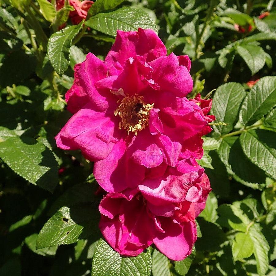Rosa rugosa 'Purple Pavement'  - Purple Pavement Rugosa Rose