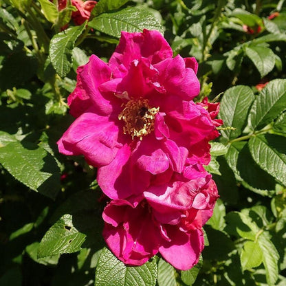 Rosa rugosa 'Purple Pavement'  - Purple Pavement Rugosa Rose