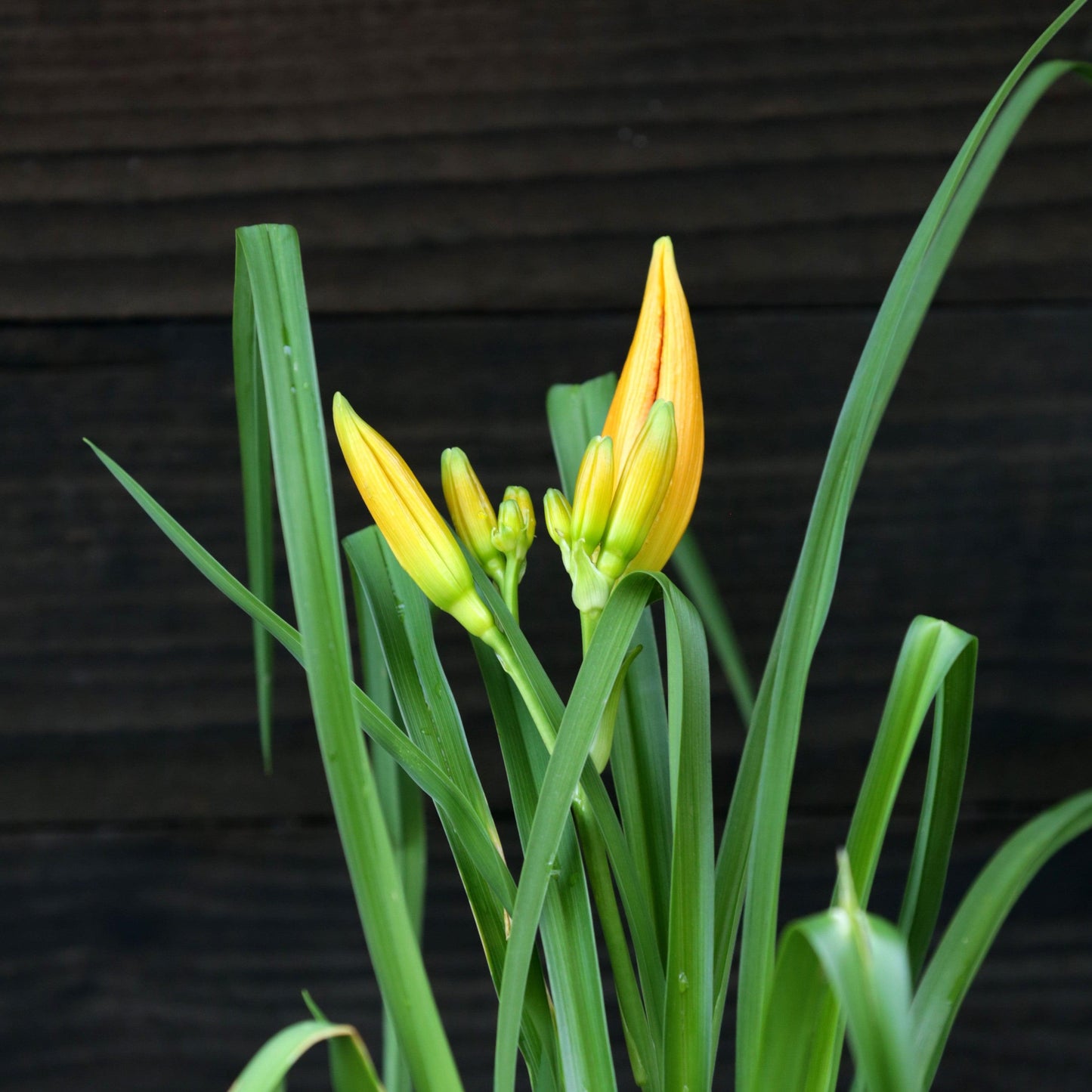 Hemerocallis 'Primal Scream'  - Rainbow Rhythm® 'Primal Scream' Daylily