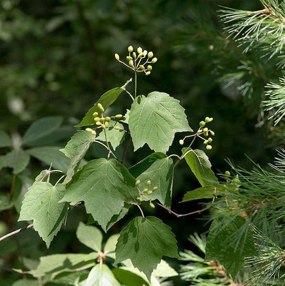 Viburnum acerifolium  - Mapleleaf Viburnum