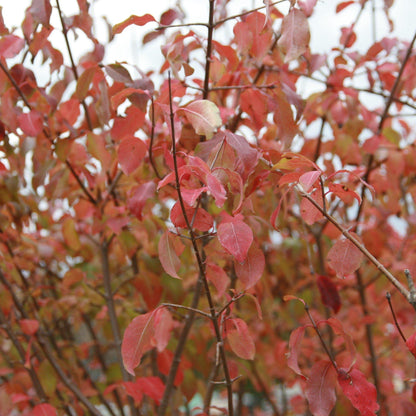 Viburnum prunifolium  - Blackhaw Viburnum