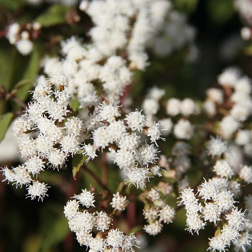 Eutrochium rugosum 'Chocolate'  - Chocolate Snakeroot
