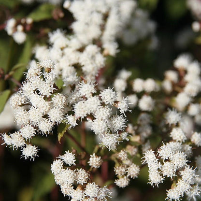 Eutrochium rugosum 'Chocolate'  - Chocolate Snakeroot
