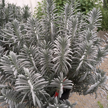 Lavandula x intermedia 'Tesseract'  - Sensational!® Lavender