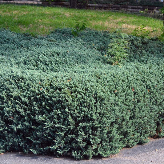 Juniperus horizontalis 'Bar Harbor'  - Bar Harbor Juniper