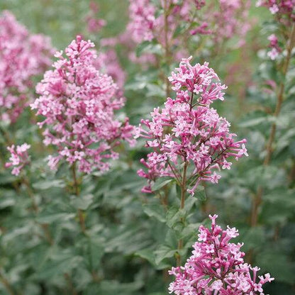Syringa x 'SMNSPH' USPP 35,93  - Bloomerang® Ballet™ Lilac